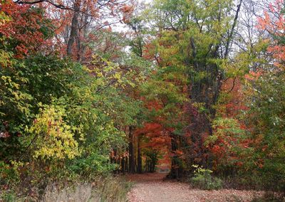 Trees in forest during autumn