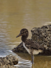 Young american oystercatcher. 10 days old. santa cruz island, galápagos 