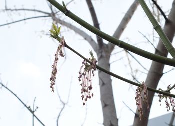 Low angle view of plants against sky