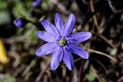 Close-up of purple flower
