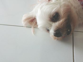 Close-up portrait of dog