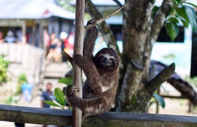 Monkey sitting on tree branch in zoo