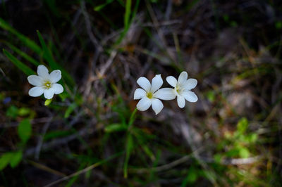 Close-up of white flowering plant on field