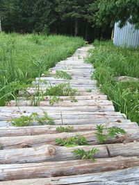 Walkway amidst trees