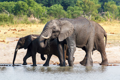 View of elephant drinking water