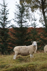 Glenmoriston,