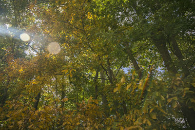 Low angle view of trees