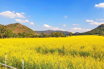 Scenic view of oilseed rape field against sky