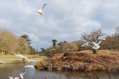 Birds flying over water against sky