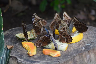 Close-up of butterfly on table