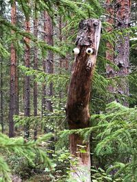 View of tree trunk in forest