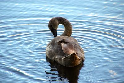 High angle view of swan on lake