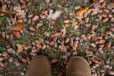 Close-up of feet standing on a field woth fallen acorns and leaves 