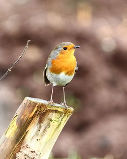 Close-up of bird perching on wood