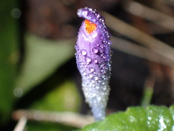 Close-up of wet purple flowering plant