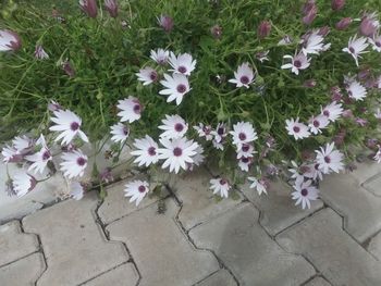 High angle view of flowers on grass