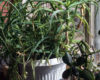 Close-up of potted plants in greenhouse