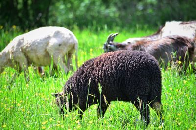 Sheep grazing in a field