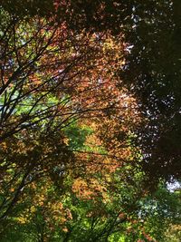 Low angle view of trees in forest