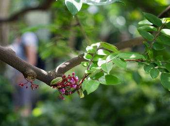 Close-up of red flowering plant