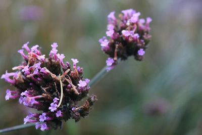 Close-up of pink flower