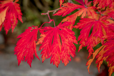 Close-up of red maple leaves on water