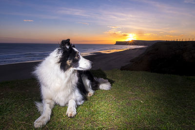Dog on sea shore against sky during sunset