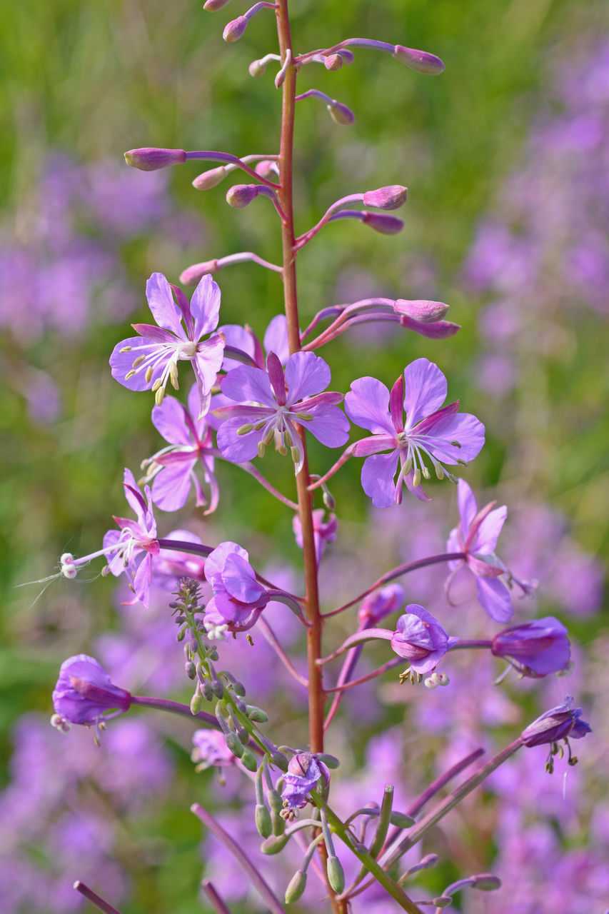 CLOSE-UP OF PURPLE FLOWERING PLANTS