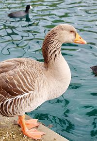 Close-up of swan swimming in lake