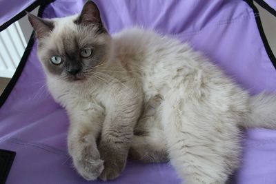Close-up of cat sitting on purple floor