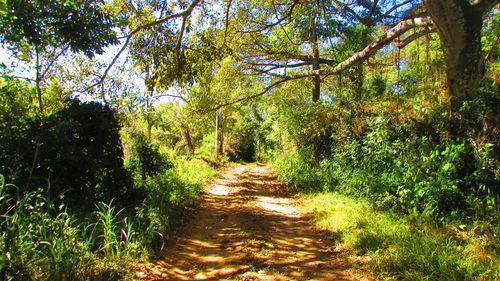 Footpath amidst trees in forest