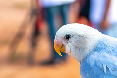 Close-up of a parrot