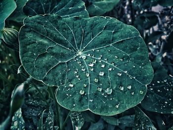 Close-up of wet leaf