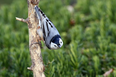 Close-up of bird on tree