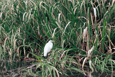 White bird on grass