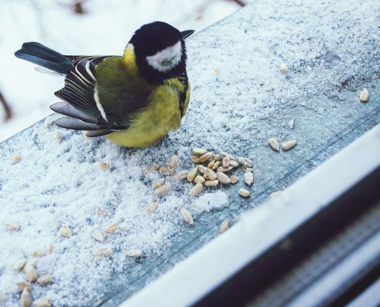 Titmouse