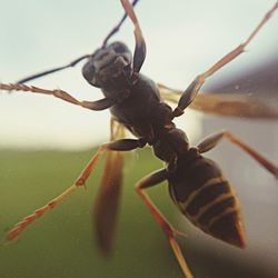 Close-up of plant against blurred background