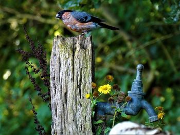 Bird perching on wooden post