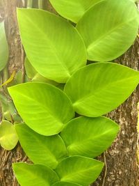 Close-up of green leaves on tree