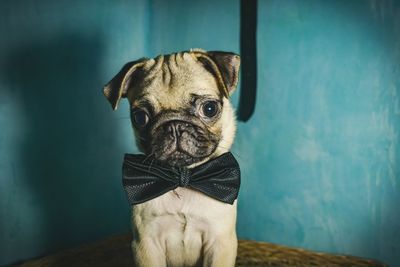 Close-up portrait of dog with bow tie at home