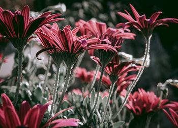 Close-up of red flowering plants