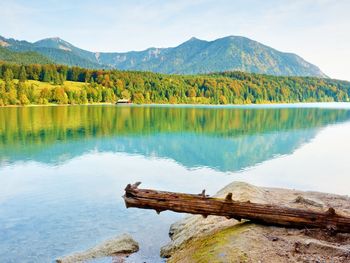 Mountain lake before sunset. wet sand beach with tree fallen into water. 