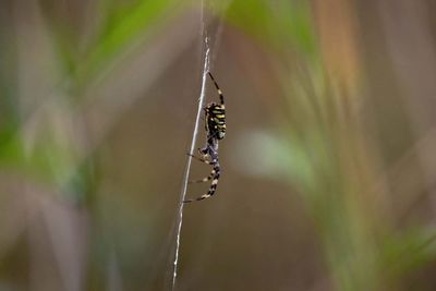 Close-up of insect on spider web