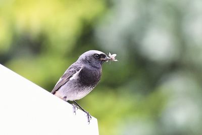 Close-up of bird perching