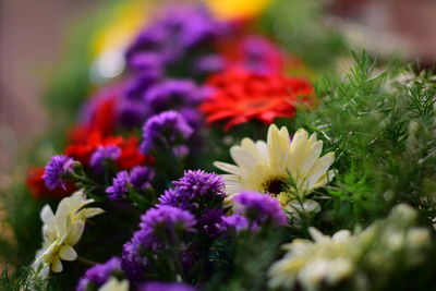 Close-up of multi colored flowering plants