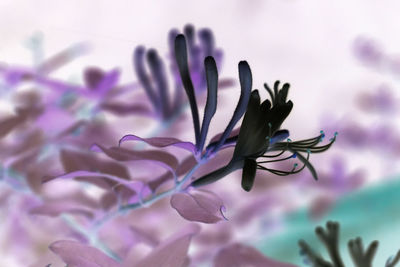 Close-up of purple flowering plant