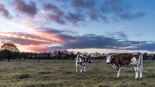 Cows on field against sky