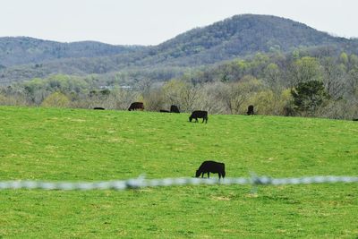 Cows grazing on grassy field