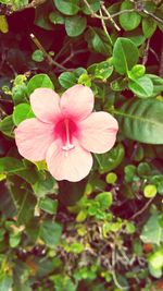 Close-up of hibiscus blooming outdoors