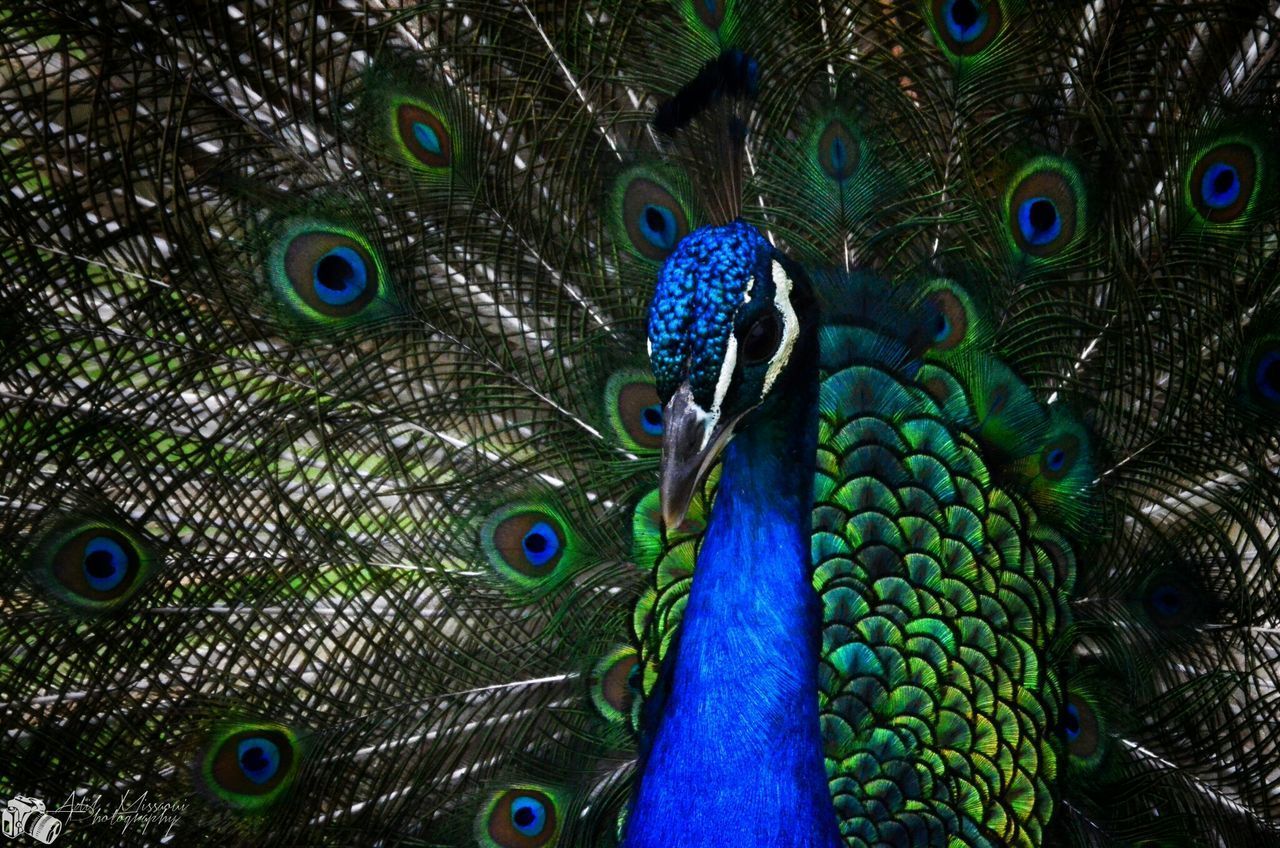 CLOSE-UP OF PEACOCK FEATHER ON BLUE FEATHERS